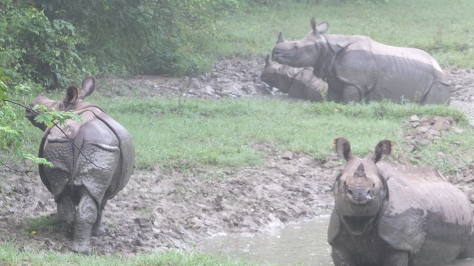 chitwan rhinos in a mud bath